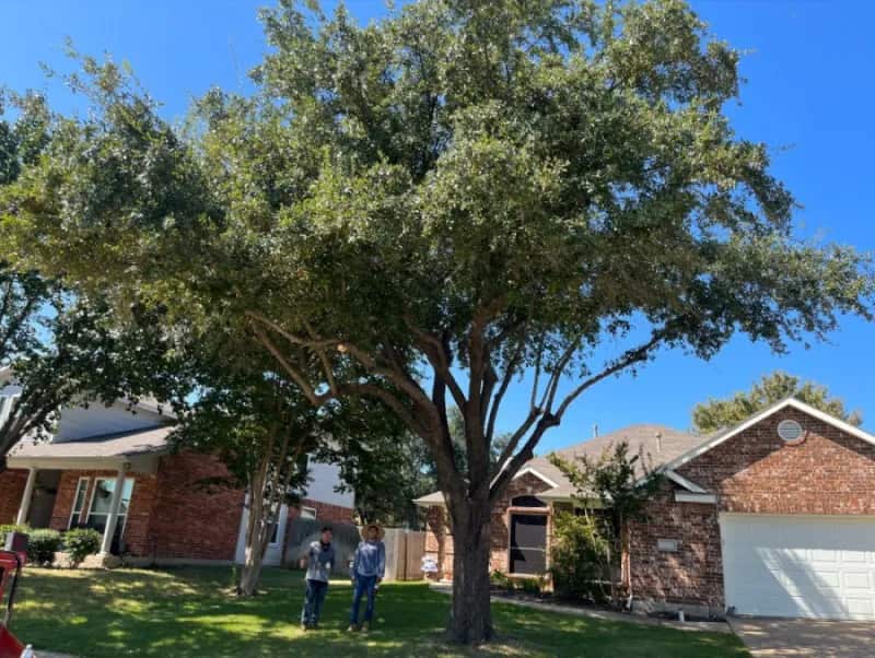 No. 1 Tree Services crew at work Dallas TX