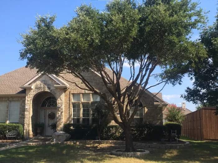 Completed tree work by No. 1 Tree Services, Dallas TX