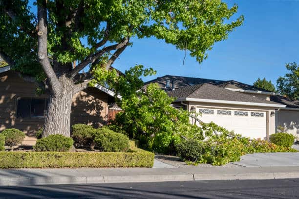 Hedge and shrub trimming Dallas