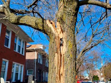Emergency storm damage tree service Dallas