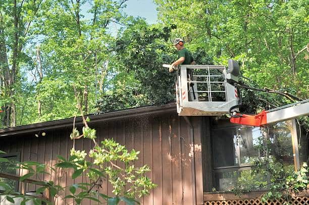 Tree and stump removal Dallas, TX