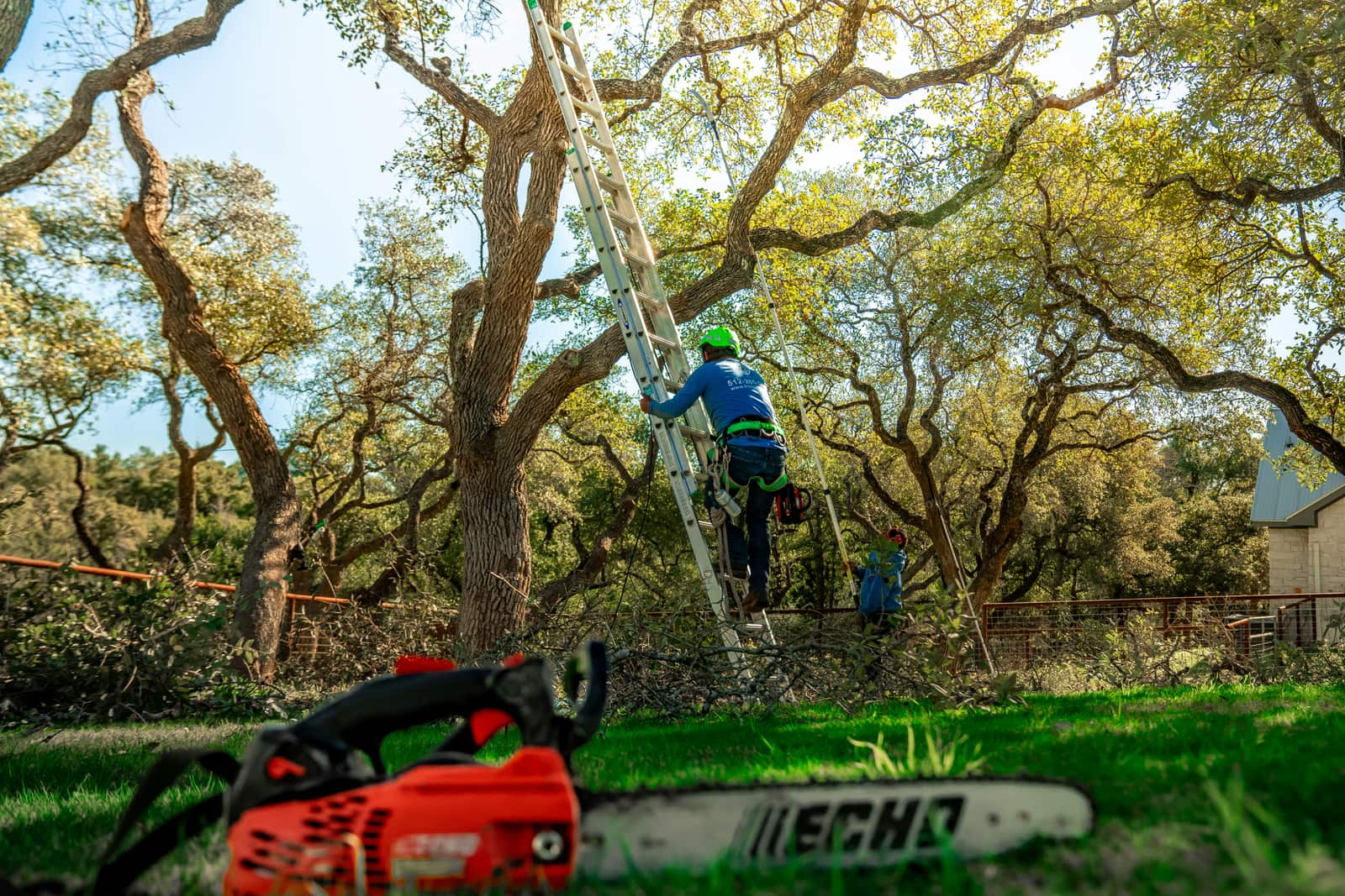 Tree trimming Dallas