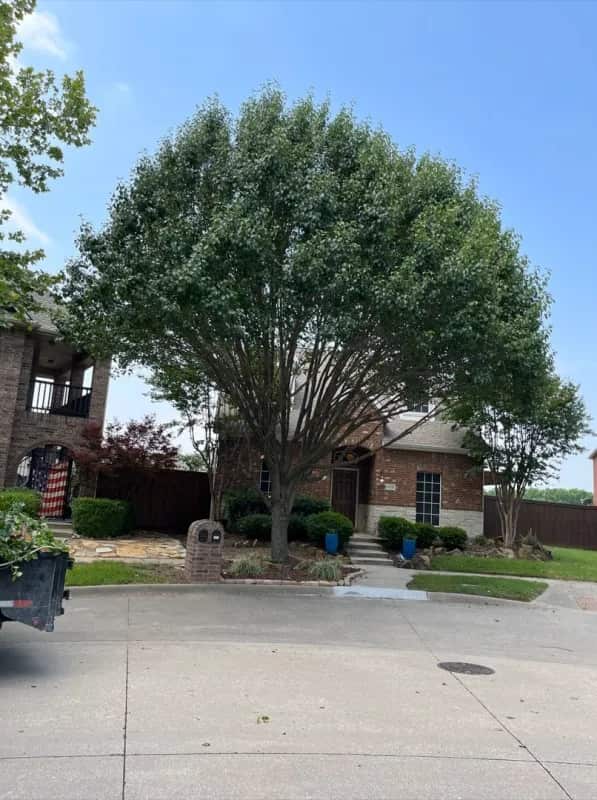 Tree trimming service Dallas